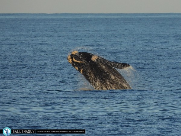 fotografía de naturaleza, avistamiento de ballenas, puerto de punta del este