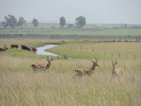 venado, campo, especie