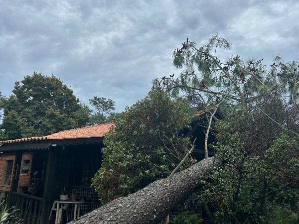 tormenta, caída de árboles, maldonado, fuertes lluvias,