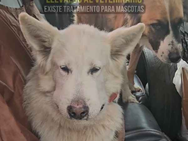 yarará,mordió,perros,PandeAzúcar,Alternatus,aconsejó