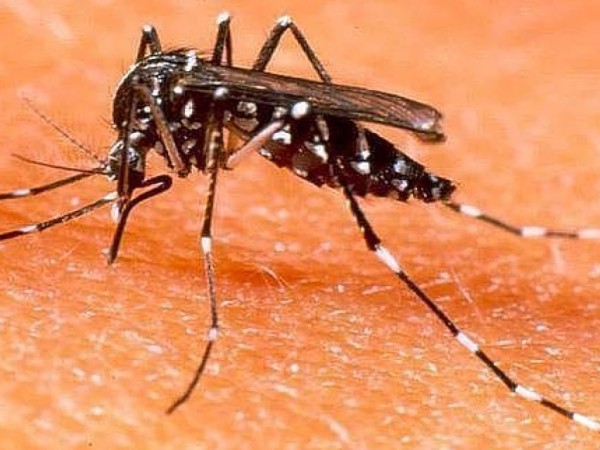 Dengue, mujer, montevideana