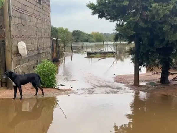 solidaridad, inundaciones, Treinta y Tres, animales