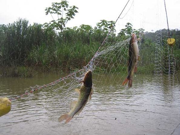 pesca,indiscriminada,denuncian,Maldonado,veda,corvina,negra