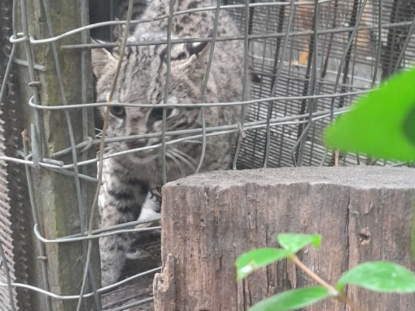 Gato montes, liberado, solis,alternatus