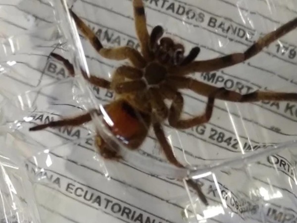 araña venenosa, comercio, Piriápolis, caja de bananas,