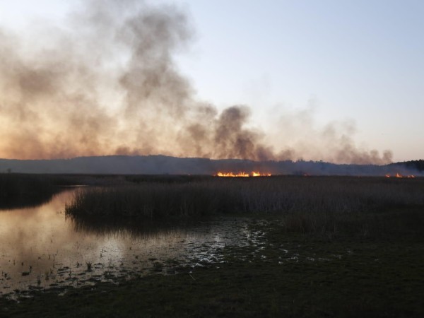 incendio, Laguna del Diario, aves