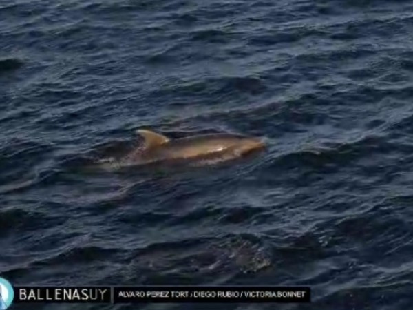 Ballenas, Punta del Este, Nariz de Botella común