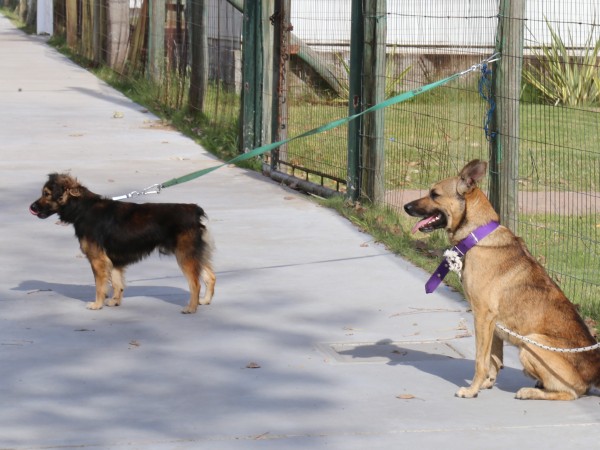 SOCOBIOMA, castraciones, Maldonado, perros, gatos, animales domésticos