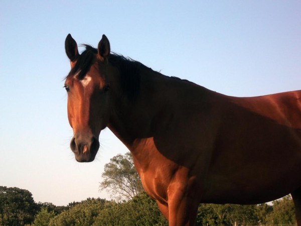 encefalitis equina, maldonado, primer caso