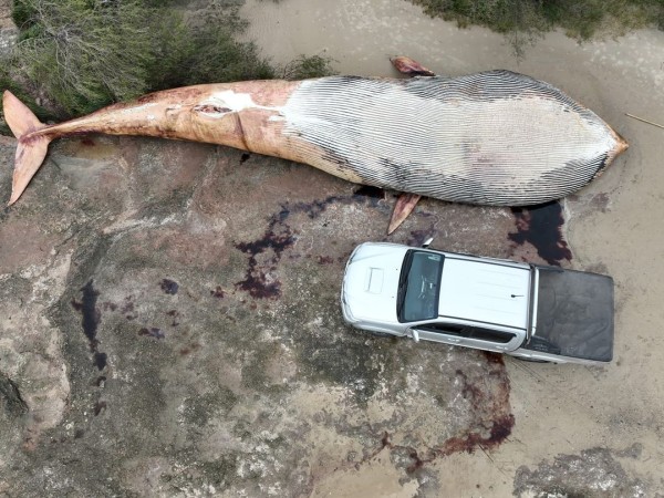 ballena gigante, colonia, costas uruguayas,