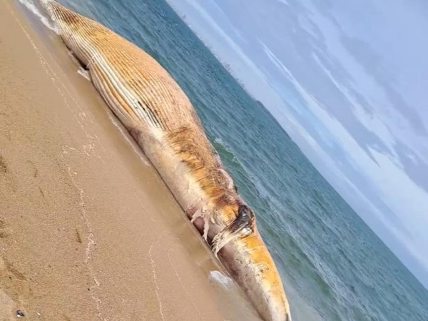 ballena, piedras del chileno, muerta,