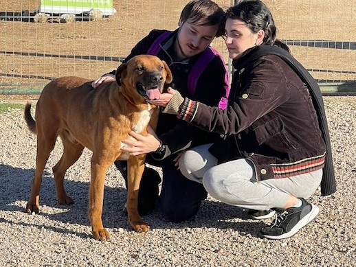 adopcion de perros, refugio de maldonado, “Amores Perros Maldonado”