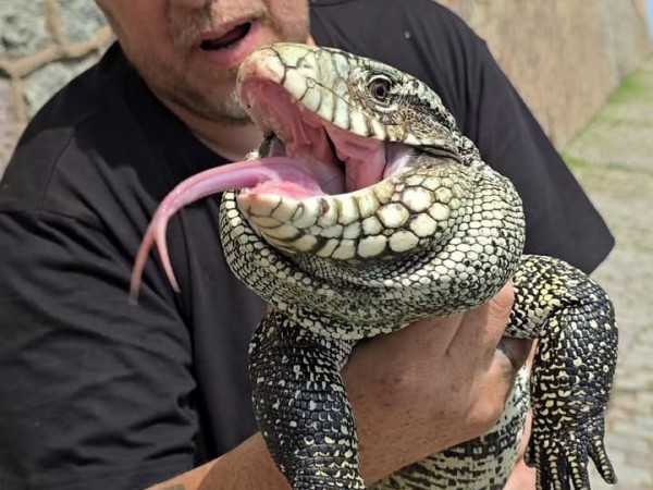 alternatus, lagarto, piriapolis, rescate