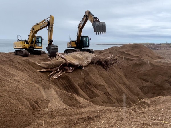 ballena, piedras del chileno, ballena varada en costa