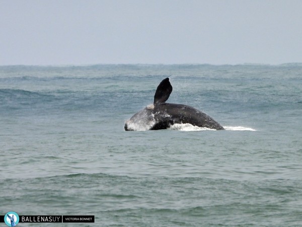 ballenas, avistamiento, costas de Maldonado y Rocha