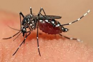 Detectan un huevo de Aedes Aegipty e intensifican controles
