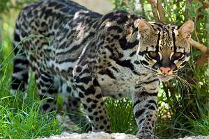 Confirman presencia de felino en Sauce de Portezuelo: sería un ocelote