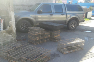 Incautaron varias aves en cautiverio en Paso del Sauce