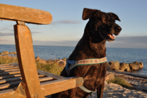 Recuerdan cuáles son las playas habilitadas para descender con mascotas