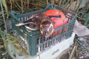 Pingüinos Magallanes aparecen por decenas y mueren en costas de Maldonado y varios departamentos