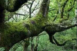Taller sobre sobre el impacto de la deforestación y degradación del bosque nativo