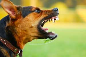 Ladrón de moto intentó huir de la policía, pero lo mordió un perro y fue detenido