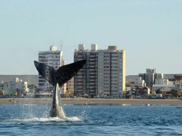 ballenas,lanzamiento,temporada,PuntadelEste