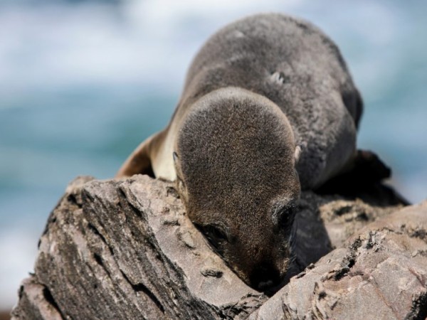 Más de 30 lobos muertos han aparecido en las costas de Maldonado; autoridades cruzarán a la Isla de Lobos