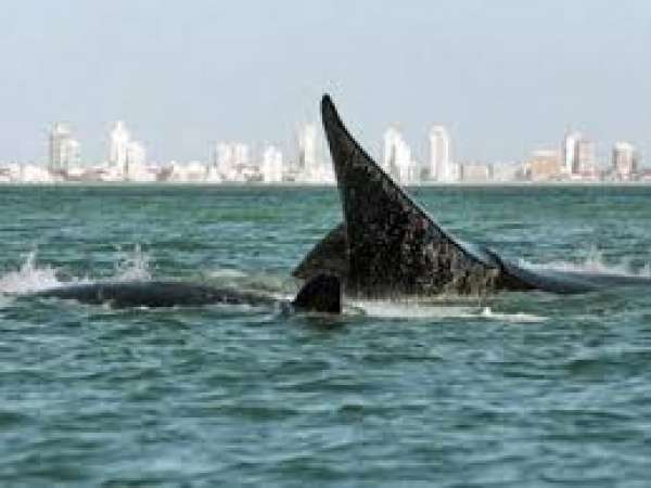 Variada programación por el Día Nacional de la Ballena Franca Austral