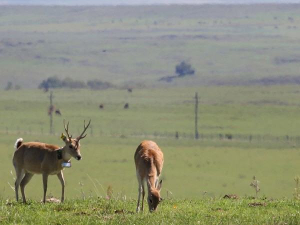 Venado, Ambiente, Ley