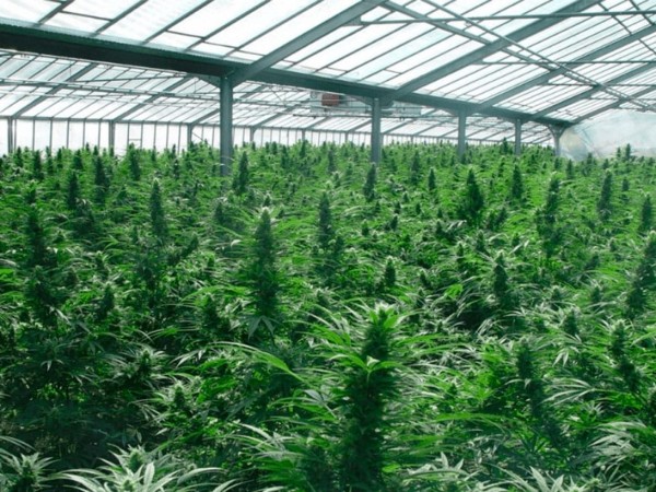 cannabis, hurto de plantas de cannabis, maldonado,