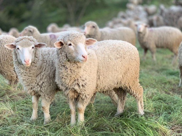 perros, ovejas, rural, productores, ganadería