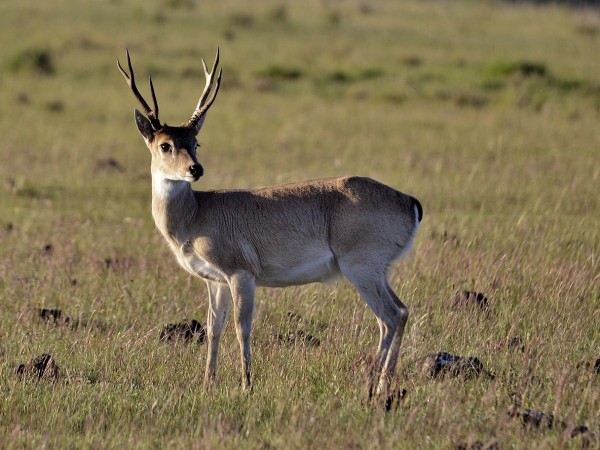 venado, campo, Coendú